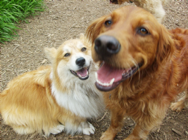 Adventure Dog Ranch Photo