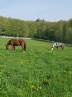 Elmcroft Farm Equestrian Home Photo