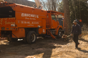 Crickets Tree Service LLC Photo